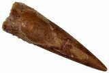 Fossil Pterosaur (Siroccopteryx) Tooth - Morocco #299803-1